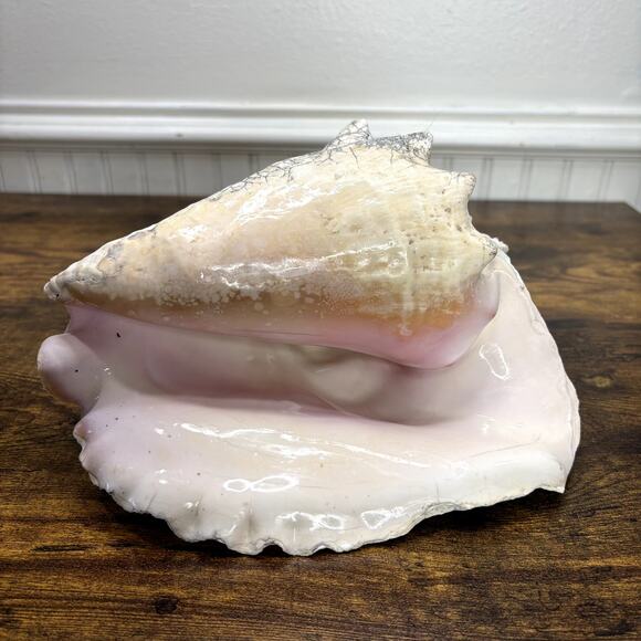 Natural Queen Horned Conch Shell 8.5" GORGEOUS COLORS Peach Glossy Pink Inside - Picture 1 of 9